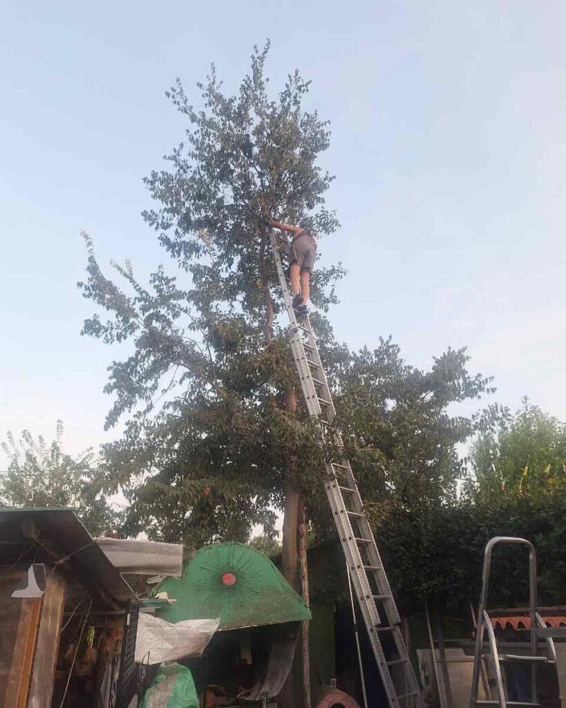 Ditta di pulizie giardini e aree verdi a Roma